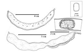  Fruit and seed:  A. macradenia  (H.A.T. Harms) I.C. Nielsen - top left dehiscent fruit;  A. oblongum  (W.B. Hemsley) I.C. Nielsen - bottom dehiscent fruit;  A. streptocarpa  (Fournier) I.C. Nielsen - right center seed in situ.
