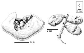  Fruit and seed:  A. gonavensis  I. Urban - left seeds in situ, right fruits.
