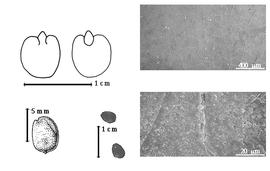  Seed, cotyledon, embryo, and testa:  A. gonavensis  I. Urban - top left cotyledon auriculate concealing margins of radicle (L) and embryonic axis (R), bottom far left seed topography, bottom left center seeds, testa SEMs.
