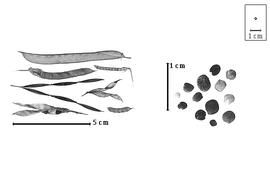  Fruit and seed:  A.  spp. - fruits (closed and dehisced) and seeds.
