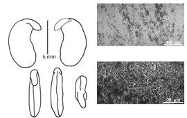  Cotyledon, embryo, and testa:  A. herbert-smithii  H.F. Pittier - embryo, cotyledons, and testa SEMs.
