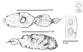  Fruit and seed:  A. kerstingii  (H.A.T. Harms) F. Pellegrin - bottom fruit, right seeds in situ;  A. platycarpa  F. Pellegrin - top seeds in situ.
