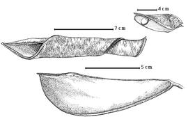  Fruit and seed:  B. insignis  G. Bentham - bottom fruit, center enrolled valve;  B. plurijuga  H.A.T. Harms - top right seed in situ.
