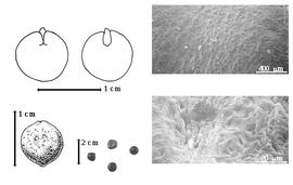  Seed, cotyledon, embryo, and testa:  B. brevifolium  D. Clos - top left cotyledon split and basal groined and concealing all but radicle tip (L) and embryonic axis (R), bottom far left seed topography, bottom left center seeds, testa SEMs.
