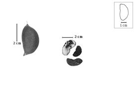  Fruit and seed:  B. parviflora  G. Bentham ex J.G. Baker - fruit and seeds.
