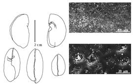  Cotyledon, embryo, and testa:  B. parviflora  G. Bentham ex J.G. Baker - embryo, cotyledons, and testa SEMs
