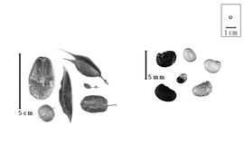  Fruit and seed:  B.  spp. - fruits and seeds.
