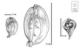  Fruit and seed:  B. floribunda  R. Spruce - left and center fruits, right seed in situ.
