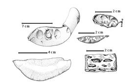  Fruit and seed:  B. binata  Blanco - bottom left fruit;  B. calycina  J.B.L. ex Gagnepain - top left seeds in situ;  B. scandens  C. Linnaeus - top right fruit;  B. syringifolia  (F.J.H. von Mueller) Wunderlin - right center fruit;  B. thonningii  Schumacher - bottom right fruit [after Coetzer & Ross, 1976b].
