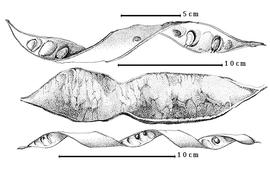  Fruit and seed:  B. forficata  Link - top seeds in situ;  B. pauletia  C.H. Persoon - bottom seeds in situ;  B. schlecteri  H.A.T. Harms - center fruit.
