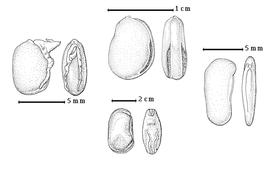 Seed: B. acuminata C. Linnaeus - left seed topographies face view (L) and hilar view (R); B. bombaciflora W.A. Ducke - top seed topographies face view (L) and hilar view (R); B. macrosiphon H.A.T. Harms - bottom seed topographies face view (L) and hilar view (R); B. syringifolia (F.J.H. von Mueller) Wunderlin - right seed topographies face view (L) and hilar view (R);
