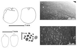  Seed, cotyledon, embryo, and testa:  B. fassoglensis  Kotschy ex Schweinfurth - top left cotyledon cordate investing exposed radicle (L) and embryonic axis (R);  B. reticulata  de Candolle - bottom far left cotyledon cordate investing exposed radicle (L) and embryonic axis (R), testa SEMs; B. spp. - bottom left center seeds.
