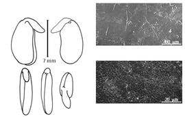  Cotyledon, embryo, and testa:  B. cubensis  A.H.R. Grisebach - embryo, cotyledons, and testa SEMs.
