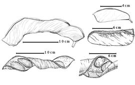  Fruit and seed:  B. acuminata  D.C. Solander - top left fruit;  B. congolensis  (E.G. Baker) Keay - right center partially dehisced fruit;  B. craibiana  E.G. Baker - bottom right seeds in situ;  B. eminii  P.H.W. Taubert - top right fruit;  B. grandiflora  (M.H. Vahl) Hutchinson & Dalziel - bottom left enrolled valve.
