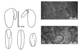  Cotyledon, embryo, and testa:  B. bituminosa  (C. Linnaeus) C.H. Stirton - embryo, cotyledons, and exocarp SEMs.
