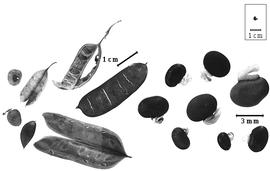  Fruit and seed:  B.  spp. - fruits (closed and dehisced) and seeds.
