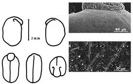  Cotyledon, embryo, and testa:  B. cinerea  R. Brown - embryo, cotyledons, and testa SEMs.
