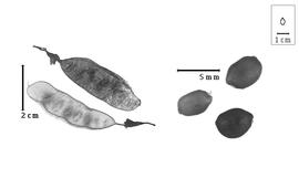  Fruit and seed:  B. virgilioides  K.S. Kunth - seeds; B. spp. - fruits.
