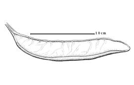  Fruit:  B. vageleri  (H.A.T. Harms) R.S. Cowan - fruit.
