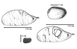  Fruit and seed:  B. santosii  R.S. Cowan - top left fruit, top center seed, top right embryo magnification, bottom left seed topography, bottom right seed in situ.
