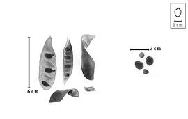  Fruit and seed:  B.  spp. - valves and seeds.
