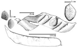  Fruit and seed:  B. excelsa  Pittier - bottom fruit, top center seed in situ, top far left seeds [after Pittier, 1916], top right seed topography [after Pittier, 1916].
