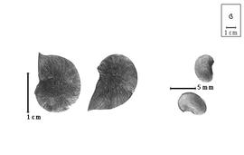  Fruit and seed:  B. ebenus  (C. Linnaeus) A.P. de Candolle - fruits and seeds.
