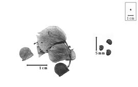  Fruit and seed:  B. lupulina  (L.D. Planchon ex G. Bentham) P.A. Duvigneaud - articles and fruit within bracts and seeds.
