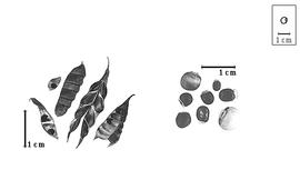  Fruit and seed:  C.  spp. - fruits and seeds.
