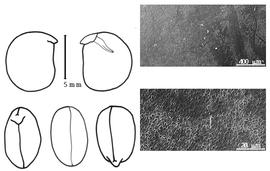  Cotyledon, embryo, and testa:  C. cajan  (C. Linnaeus) C.F. Millspaugh - embryo, cotyledons, and testa SEMs.
