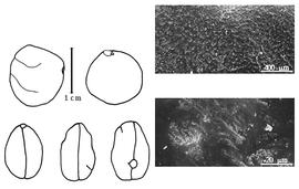  Cotyledon, embryo, and testa:  C. cinera  (G. Bentham) A.M. Schot - testa SEMs;  C. speciosa  (J.G. Champion) A.M. Schot - embryo and cotyledons.
