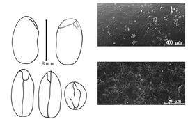  Cotyledon, embryo, and testa:  C. rubicundum  W.J. Hooker amp; G.A.W. Arnott - embryo, cotyledons, and testa SEMs.
