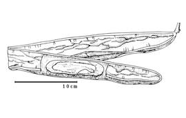  Fruit and seed:  C. gabunensis  (P.H.W. Taubert) H.A.T. Harms - dehiscent fruit with seed in situ.
