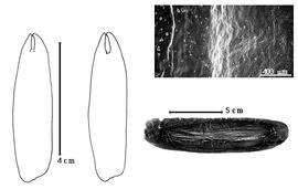  Seed, cotyledon, embryo, and testa:  C. gabunensis  (P.H.W. Taubert) H.A.T. Harms - left cotyledon not concealing radicle (L) and embryonic axis (R), bottom right seed, and testa SEM.
