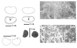  Seed, cotyledon, embryo, and testa:  C. ramiflora  C. Linnaeus - top far left cotyledons split and notched and nearly concealing radicle (above) and embryonic axis (below);  C. spruceana  G. Bentham - top left center cotyledons split and notched and nearly concealing radicle (above) and embryonic axis (below);  C. trinitensis  D. Oliver - bottom far left cotyledons split and notched and nearly concealing radicle (L) and embryonic axis (R), testa SEMs;  C.  spp. - bottom left center seeds.
