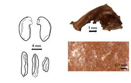  Cotyledon, embryo, and testa:  D. scandens  J.B.C.F. Aublet - embryo, cotyledons, and testas.
