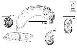  Fruit and seed:  D. boiviniana  (H.E. Baillon) R.P.R. Capuron - top left seed topography;  D. brachycarpa  (R. Viguier) R.P.R. Capuron - top center fruit;  D. elata  (C. Linnaeus) Gamble - right center seed topography;  D. floribunda  (H.E. Baillon) R.P.R. Capuron - bottom right center seed topography;  D. regia  (W. Bojer ex Hooker) Rafinesque - bottom left incomplete (for length) fruit.
