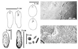  Seed, cotyledon, embryo, and testa:  D. floribunda  (H.E. Baillon) R.P.R. Capuron - top far left cotyledons notched and auriculate and somewhat investing mostly exposed radicle (L) and embryonic axis (R);  D. regia  (W. Bojer ex Hooker) Rafinesque - bottom far left and bottom left seed topographies, top left center cotyledons notched and auriculate and somewhat investing mostly exposed radicle (top) and embryonic axis (below), testa SEMs; D. spp. - bottom left center seeds.
