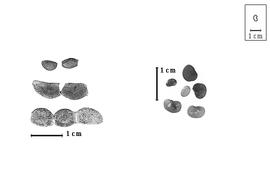  Fruit and seed:  D.  spp. - fruits and seeds.
