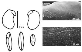  Cotyledon, embryo, and testa:  D. lanceolatum  (S.T. Dunn) A.K. Schindler - embryo, cotyledons, and testa SEMs.
