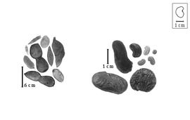  Fruit and seed:  D.  spp. - fruits and seeds. Fruit and seed: D. spp. - fruits and seeds.
