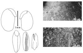  Cotyledon, embryo, and testa: D. robusta (W. Roxburgh ex A.P. de Candolle) G. Bentham - embryo, cotyledons, and testa SEMs.
