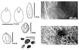  Seed, cotyledon, embryo, and testa:  D. illinoensis  (Michaux) MacMillan ex Robinson & Fernald - bottom left seed topography, top left cotyledon not concealing radicle (L) and embryonic axis (R);  D. interior  (Britton & J.N. Rose) Bullock - testa SEMs;  D. leptolobus  Torrey & Gray - top left center seed topography;  D. virgatus  (C. Linnaeus) C.L. von Willdenow var. virgatus - center seed topography;  D.  spp. - bottom left center seeds.
