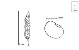  Fruit and seed:  D. belgaumense  (W. Wight) A. Pramanik & K. Thothathri - fruit and seeds, both after Wight, 1838.
