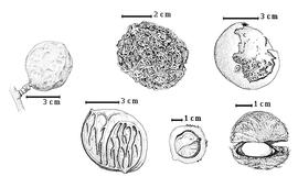  Fruit and seed:  D. macrocarpum  H.A.T. Harms - bottom left solid mesocarp;  D. microcarpum  Guillemin & Perrottet - top left fruit;  D. senegalense  J.F. Gmelin - top right eroded fruit (epicarp broken), top center fibrous mesocarp, bottom right and bottom center seeds in situ.
