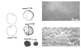  Seed, cotyledon, embryo, and testa:  D. microcarpum  Guillemin & Perrottet - top left center seed topography;  D. senegalense  J.F. Gmelin - left center seed topography, far left cotyledon split and concealing radicle (above) and embryonic axis (below), testa SEMs;  D.  spp. - bottom left center seeds.
