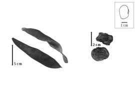  Fruit and seed:  D. bilabata  M. Micheli - fruits and seeds.
