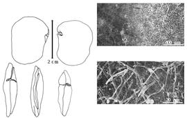  Cotyledon, embryo, and testa:  D. bilabata  M. Micheli - embryo, cotyledons, and testa SEMs.
