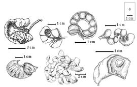  Fruit and seed:  D. cinerea  (C. Linnaeus) R. Wight & G.A.W. Arnott subsp.  cinerea  - bottom center and top left center fruit clusters, bottom right seed in situ, top far right fruit;  D. cinerea  subsp.  platycarpa  (F.M.J. Welwitsch ex Bull) J.P.M. Brenan & R.K. Brummitt - top far left and bottom left fruits;  D. spicata  (F.J.H. von Mueller) Domin - top right center fruit
