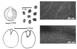  Seed, cotyledon, embryo, and testa:  D. cinerea  (C. Linnaeus) R. Wight & G.A.W. Arnott subsp.  cinerea  - top left seed topography, bottom left cotyledon concealing all but radicle tip (L) and embryonic axis (R), testa SEMs;  D.  spp. - top left center seeds.
